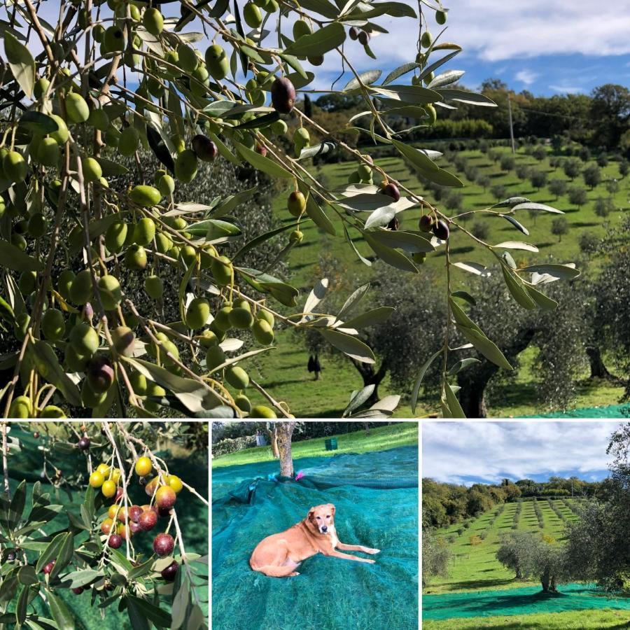 مونتيميرانو Agriturismo Poggio Del Drago المظهر الخارجي الصورة